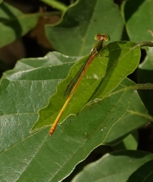 Coromandel Marsh Dart