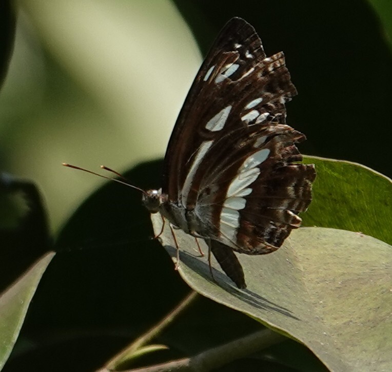 Chestnut-Streaked Sailer