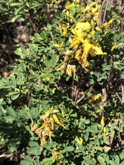 Crotalaria medicaginea
