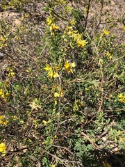 Crotalaria medicaginea