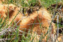 Cuscuta pacifica