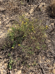 Crotalaria medicaginea