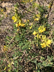Crotalaria medicaginea