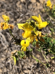 Crotalaria medicaginea