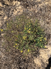 Crotalaria medicaginea