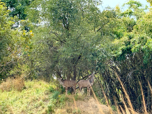 Southern Greater Kudu