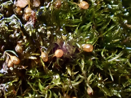 Dwarf Streak-moss (Rhabdoweisia fugax)