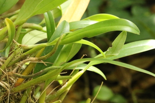 Image of Ambrosia Orchid (Bulbophyllum ambrosia) by no rights reserved