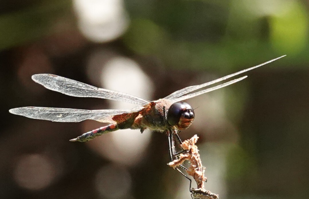 Keyhole Glider