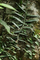 Pothos repens