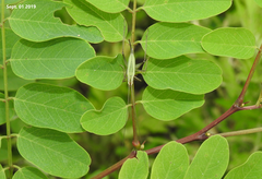 Oecanthus longicauda