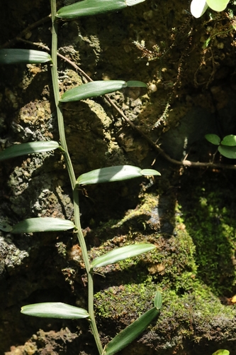 Pothos repens, photograph 1