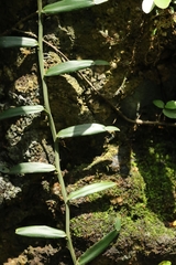 Pothos repens, photograph author not stated, no rights reserved