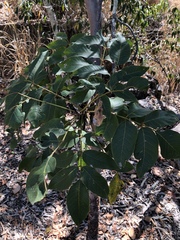 Pleiogynium timoriense