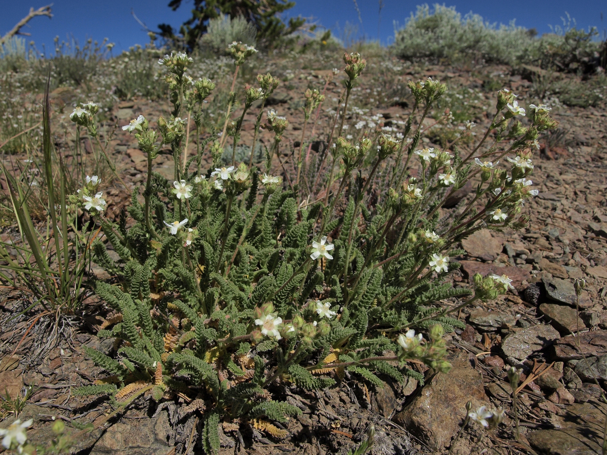 Horkelia hispidula