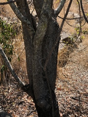 Pleiogynium timoriense