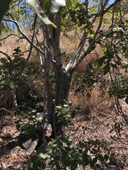 Pleiogynium timoriense