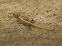 Cnemaspis mysoriensis