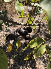 Pleiogynium timoriense