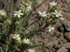 Horkelia hispidula
