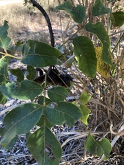 Pleiogynium timoriense