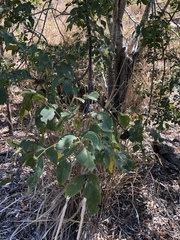 Pleiogynium timoriense