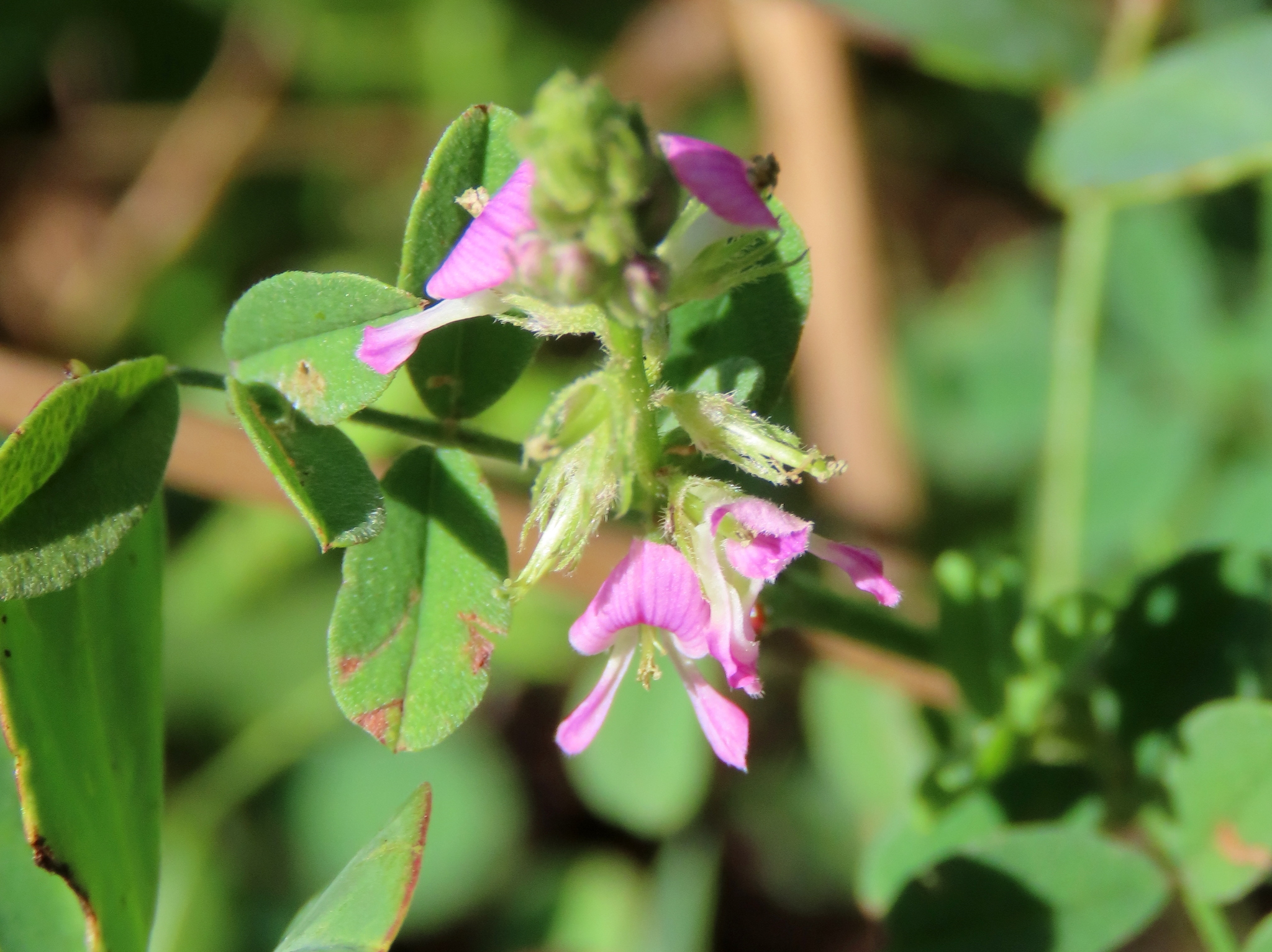 Indigofera microcarpa