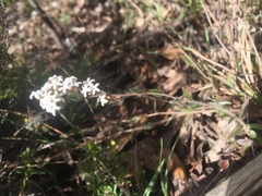 Leucopogon concurvus