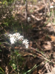 Leucopogon concurvus