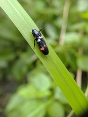 Callitettix versicolor