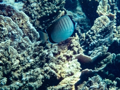 Chaetodon assarius