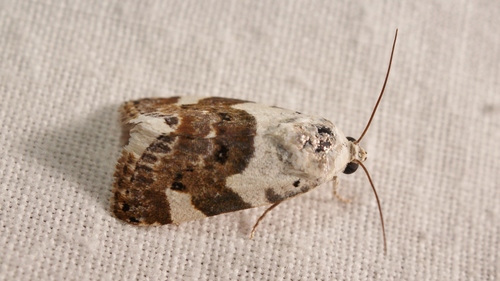 Pale Shoulder