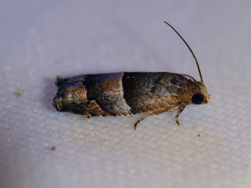 Icelita indentata