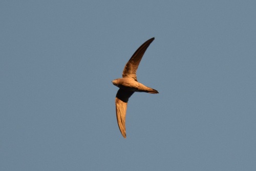 iNaturalist image