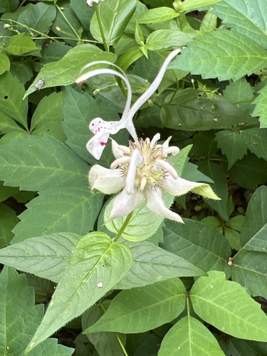 Image of Monarda russeliana by (c) Andy Jordan, some rights reserved (CC BY)