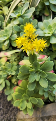 Image of Sedum palmeri by (c) froggymum, some rights reserved (CC BY)