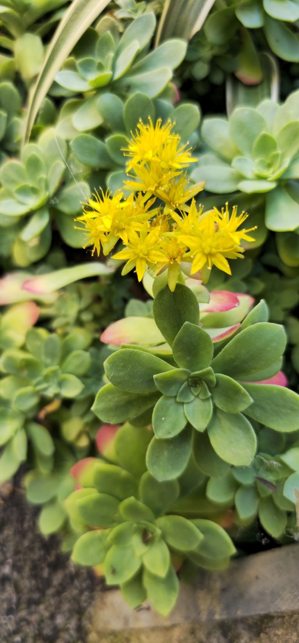 Imagem de Sedum Palmeri