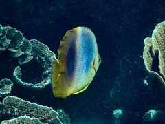 Chaetodon aureofasciatus