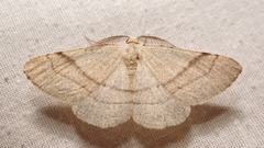 Adactylotis gesticularia