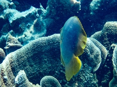 Chaetodon aureofasciatus