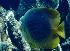 Chaetodon aureofasciatus