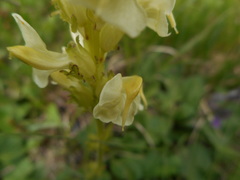 Pedicularis elongata