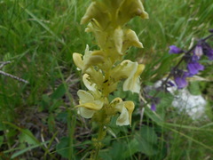 Pedicularis elongata