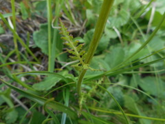 Pedicularis elongata