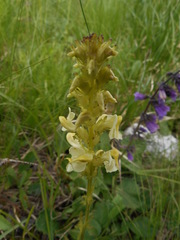 Pedicularis elongata