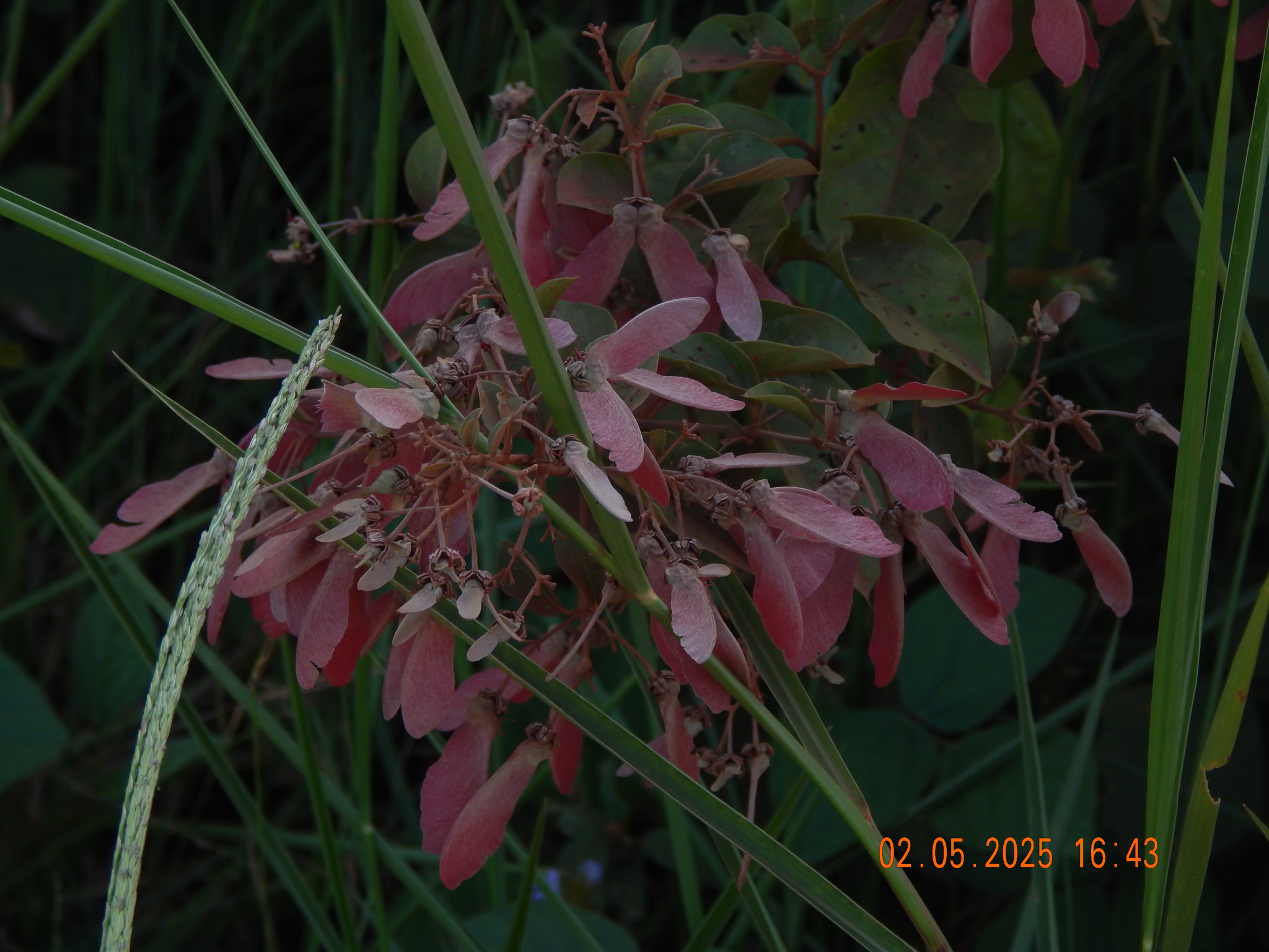 Banisteriopsis muricata