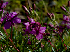 Chamaenerion fleischeri