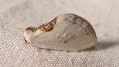 Cilix hispanica