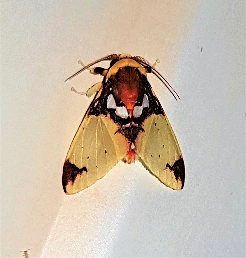 Amaxia chaon