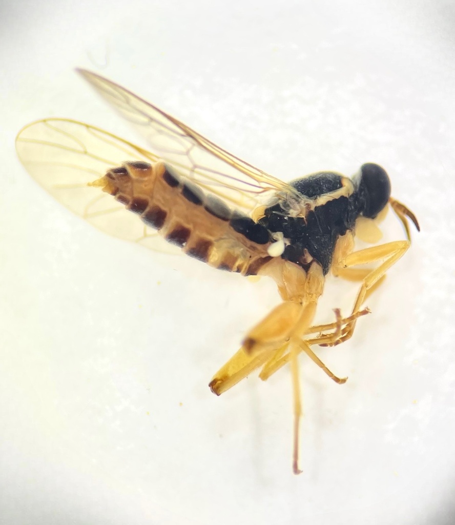 Solva pallipes